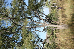 Phyllanthus indofischeri